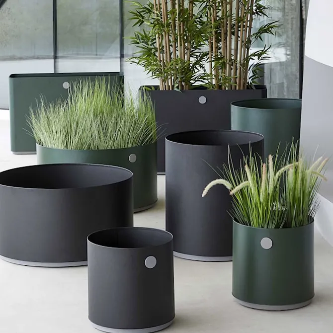 Grow PlMaurener Small