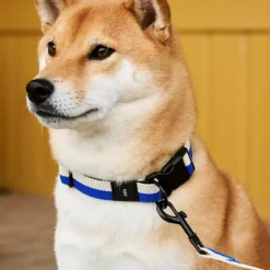 HAY hundehalsbånd Small/Medium