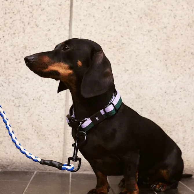 HAY hundehalsbånd Small/Medium