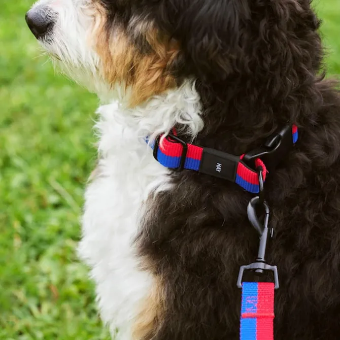 HAY hundehalsbånd Small/Medium