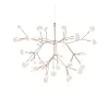 Heracleum III Small